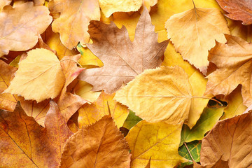Pile of autumn leaves as background, top view
