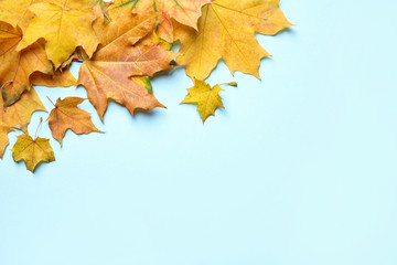 Pile of autumn leaves on blue background, top view. Space for text