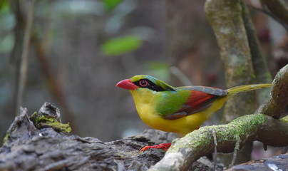 Yellow breasted magpie - Di Linh, Việt Nam