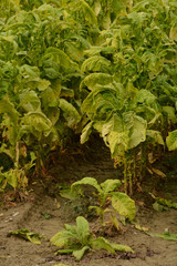 Fototapeta na wymiar pianta di tabacco