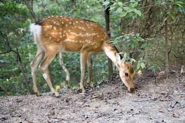 Naklejka na ściany i meble Deer standing in forest in Japan, Itsukushima shrine