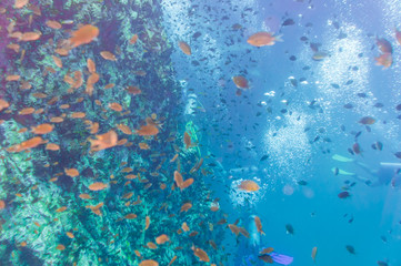 Naklejka na ściany i meble Underwater sea life coral reef with fish in Koh Tao