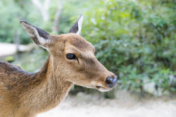 Deer standing in forest in Japan, Itsukushima shrine