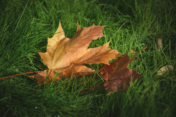 Closeup yellow maple leaf on green grass on a sunny day during autumn season in September, October or November (with copyspace for your text)