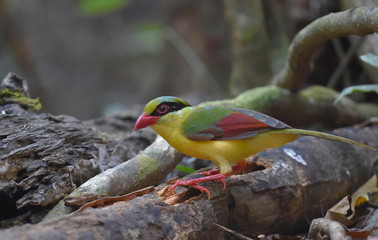 Yellow breasted magpie - Di Linh Viet Nam