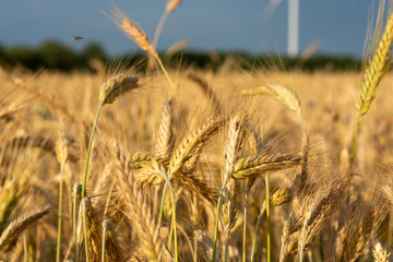 Close up of wheat field. Text space