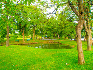 Green tree city park forest spring season