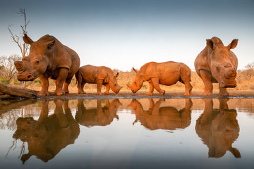 Two baby rhinos challenging each other at a pond © Photowest