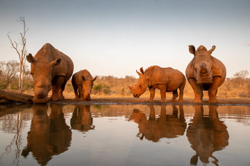 Fototapeta na wymiar Four white rhinos at a water hole for a drink