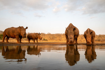 Fototapeta na wymiar Four white rhinos stopping at a water hole for a drink