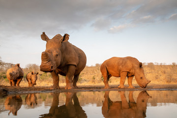 Fototapeta na wymiar Four white rhinos approach a pond for a drink