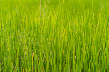 Green grass rice fields background