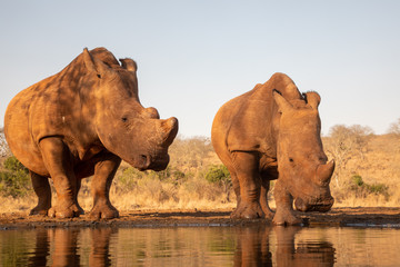 Fototapeta na wymiar Adult and baby rhino drinking together in a waterhole
