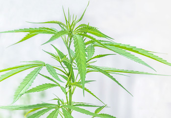 Close up Cannabis Marijuana green leaves herb plants (Cannabis sativa) growing in the farm