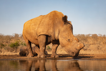 Gigantic adult rhino drinking from a waterhole in South Africa