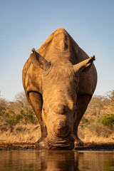 Adult rhino drinking from a waterhole in South Africa © Photowest