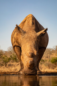 Adult rhino drinking from a waterhole in South Africa