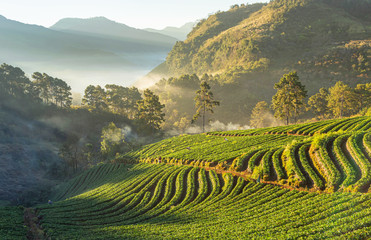 Sunrise in early morning with white fog on rows of green terraced strawberry plantation at Ban Nor...