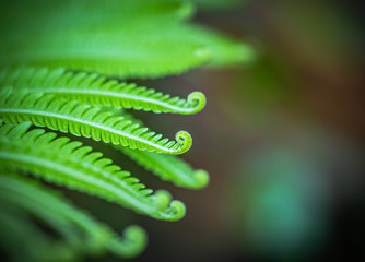 Close up green fern leaves roll up curled growing in tropical rain forest 