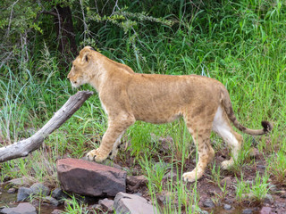 Lion cub 5