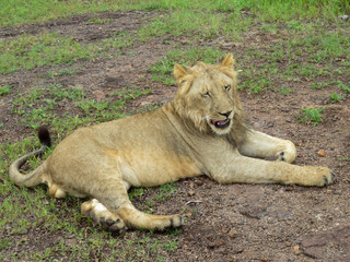 Lion cub 3