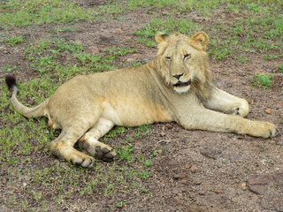 Fototapeta premium Lion cub 2