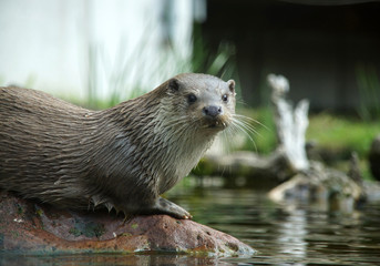Portrait eines eurasischen Fischotters (Lutra lutra); sein Fell ist nass, in den Barthaaren sammeln sich Tropfen