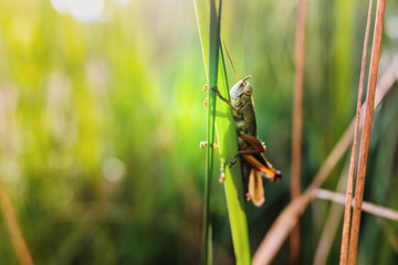 Grasshopper insect focused in the foreground, on a green background out of focus with copy space.