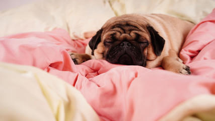 Funny portrait pug in human bed. Poor sad sick bored dog concept. Pet care and animals concept. Text copy space.