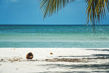 Fototapeta na wymiar coconut shell lying in the sand at caribbean beach
