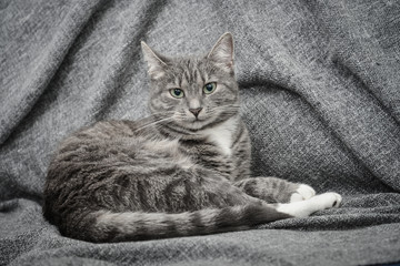 Fototapeta na wymiar Grey cat laying on sofa