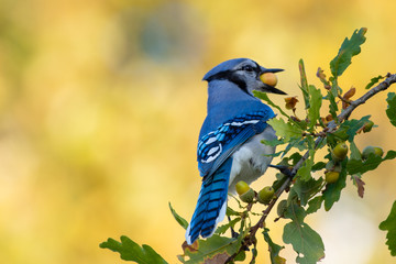 Blue jay bird perched in a acorn tree with a large acorn in its mouth or beak. The background is...