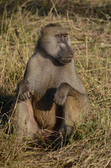 A baboon sits by the banks of the Chobe River in Botswana.