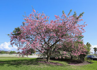 Large blooming Kapok Silk Floss tree growing in Palm Beach, Florida. The Silk Floss tree can reach...