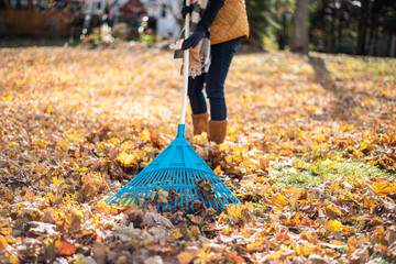 closeup rake in leaves