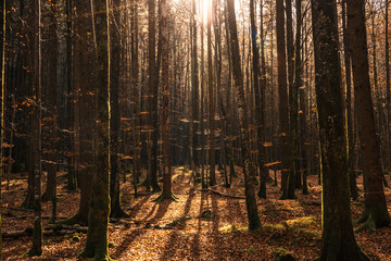 amazing forrest during sunset in fall season, autumn woods in Ebensee Austria