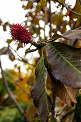 Purple fruit of magnolia tree, soft focus