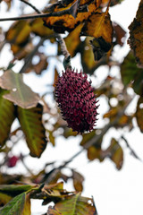 Purple fruit of magnolia tree, soft focus