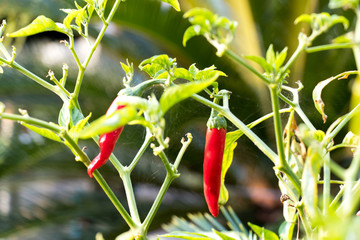 Red color of chili plant background