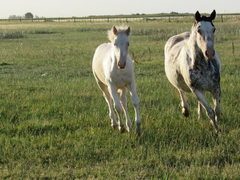 Caballos al galope