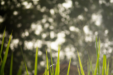 Abstract light background of blurred bokeh on a natural background of green grass 