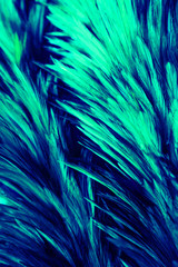 Obraz premium Beautiful abstract colorful white and light green feathers on dark background and soft white blue feather texture on white pattern