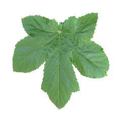 Naklejka na ściany i meble Green okra leaf on white background