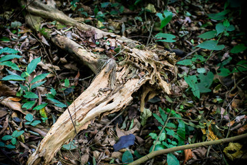 Sawn logs of trees and tree bark. Problem of deforestation and environmental problems. Pine logs lie in the forest.Fresh deciduous stand of Bialowieza Forest in springtime with dead broken oak