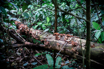 Fototapeta premium Sawn logs of trees and tree bark. Problem of deforestation and environmental problems. Pine logs lie in the forest.Fresh deciduous stand of Bialowieza Forest in springtime with dead broken oak