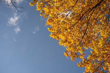 autumn leaves against blue sky