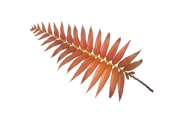 Purple fern leaves isolated from a white background clipping path