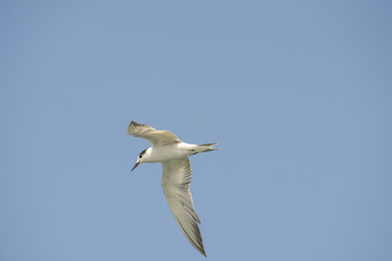 Little tern (Sternula albifrons) in flying action with blue sky background.