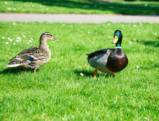 two ducks toger male and female couple on green grass