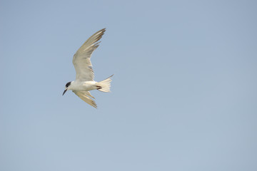 Fototapeta na wymiar Little tern (Sternula albifrons) in flying action with blue sky background.